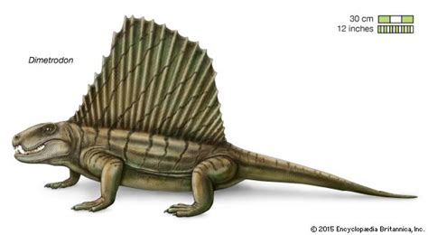 Pelycosaur | fossil tetrapod order | Britannica