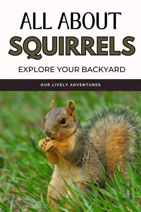 Fun Facts About Squirrels Explore Your Backyard Series Our Lively Adventures