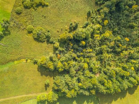 Green Bushes On The Edge Of The Pasture Flat Lay Aerial View Stock