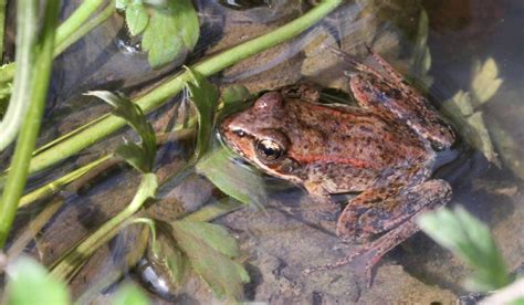10 Facts About California Red Legged Frog