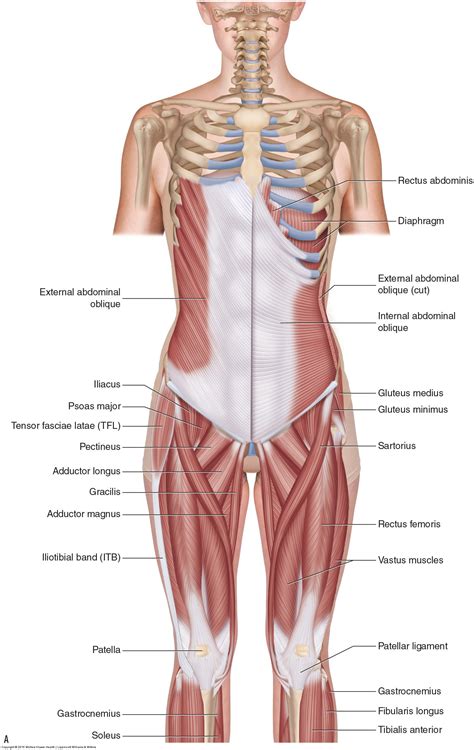 Muscles In Hip Area / Tight Muscles In Hip Area / What S Causing Your Tight Hips ... : Many ...