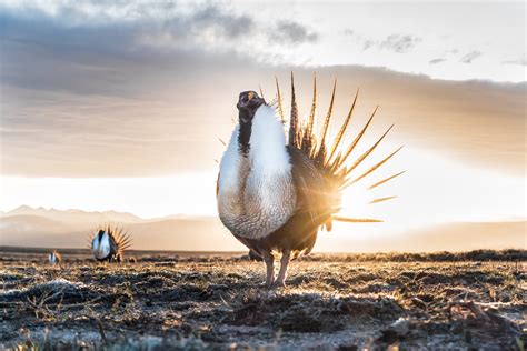 Sage Grouse Hawking Gyrfalcon Ranch Llcwhite Silver And Grey