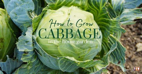 How to Plant, Grow, and Harvest Cabbage - The Kitchen Garten