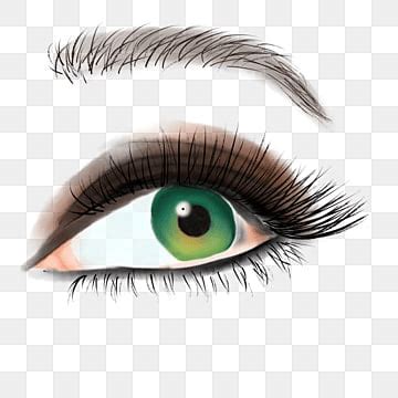 Eyes Vector Hd Images Eye Eyebrow Clipart Eyebrow Png Image For Free