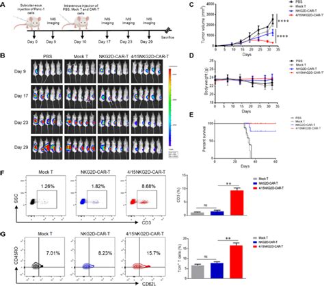 4 15NKG2D CAR T Cells Increase The Survival Of Xenograft Mice By