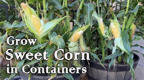 How To Grow Sweet Corn From Seed In Containers Easy Planting Guide