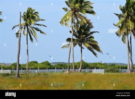 Tropical Coconut Trees Stock Photo Alamy