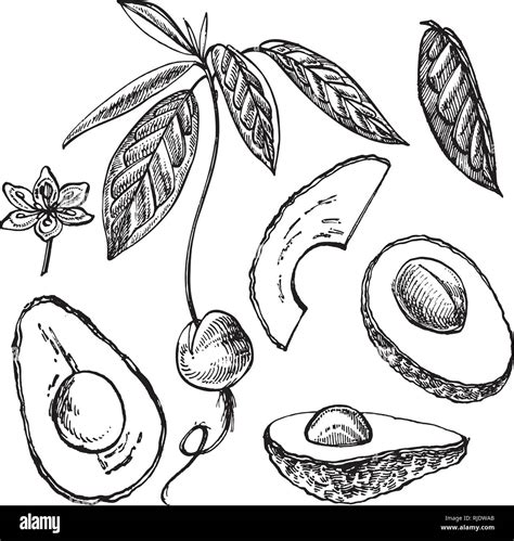 Avocado Set Vector Hand Drawn Illustrations Avocado Sliced Pieces