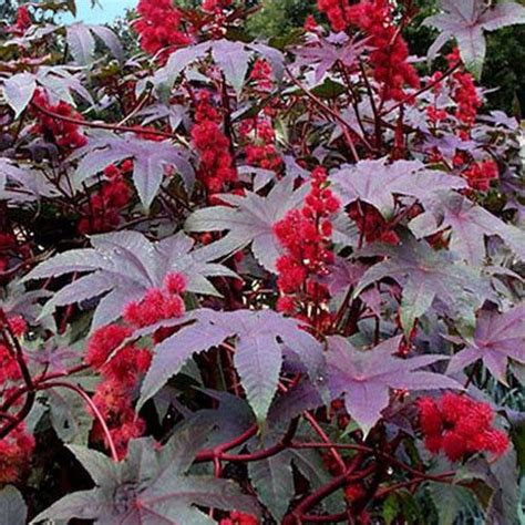 Ricinus Communis Red Giant Plants Castor Bean Plant Get Well Soon