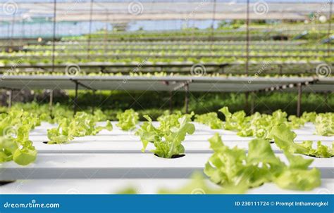 Hydroponics Vegetable System Plants Growing in Water Stock Photo - Image of technology, business ...