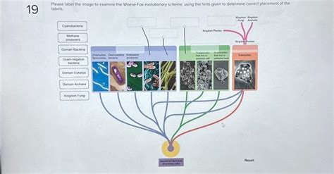 Solved Please Label The Image To Examine The Woese Fox Chegg