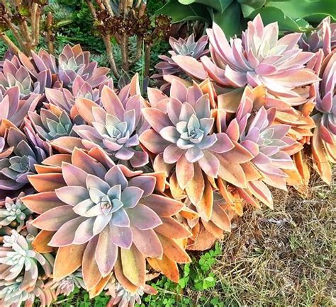 23 Most Stunning Orange Succulents Balcony Garden Web