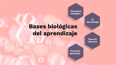 bases biológicas del aprendizaje by Alexandra Alvarez Hernandez on Prezi