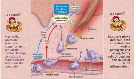 Immu Leukocyte Circulation And Migration Flashcards Quizlet