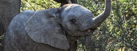 Elephant Calf - Photo Series - Shamwari Game Reserve