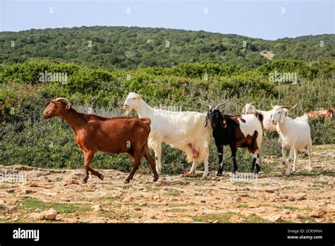 Cyprus Goats Hi Res Stock Photography And Images Alamy