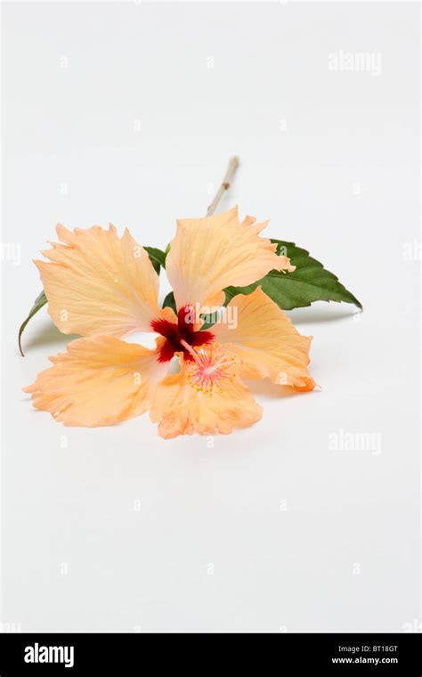 Peach Colored Hibiscus Hi Res Stock Photography And Images Alamy