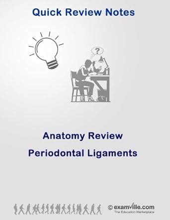 Dental Anatomy Review Periodontal Ligaments Quick Review Notes