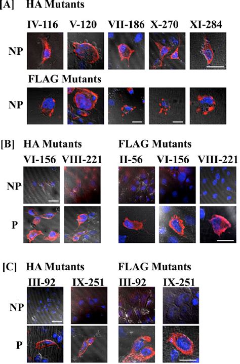 Figure 5 From Membrane Topology Of Human Asbt Slc10a2 Determined By