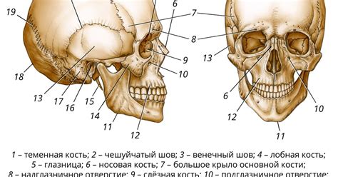 Крыша черепа вид соединения 80 фото