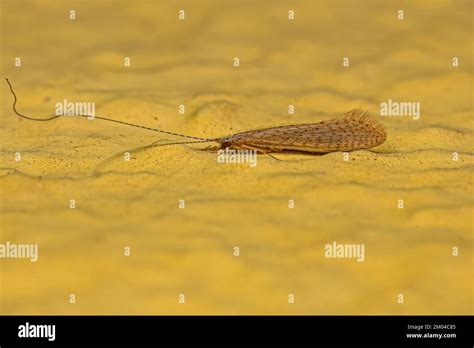 Adult Caddisfly Insect Of The Genus Nectopsyche Stock Photo Alamy