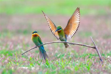 Jeevoka Migratory Birds That Come To India In Summers