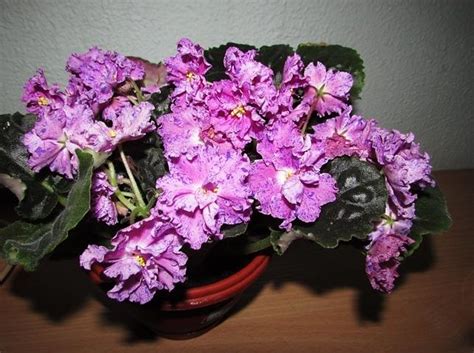 African Violet Streptocarpus Le Rozmari In The Cape Primroses