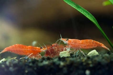 Cherry Shrimp Care Tank Mates Tank Size Food And Breeding