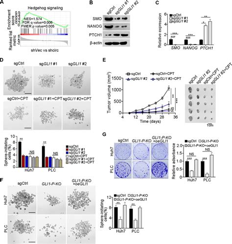 Gli1 Promotes Hh Signaling Activation To Drive Liver Csc Self Renewal Download Scientific