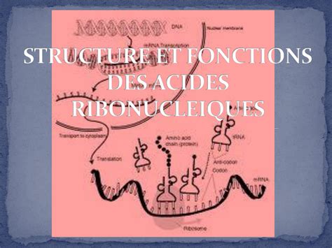 Structure Et Fonctions Des Acides Nucl Ique