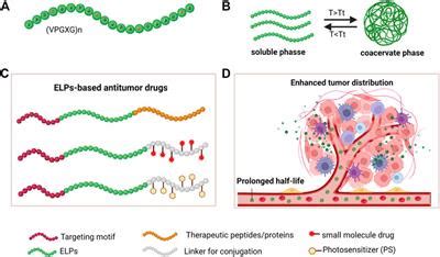 Frontiers Engineered Elastin Like Polypeptides An Efficient Platform