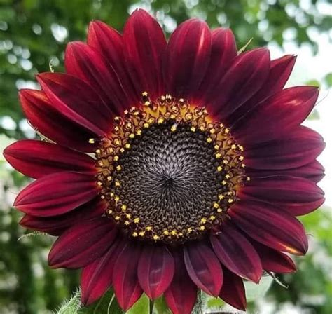 VENTA DE SEMILLAS DE GIRASOL belleza OTOÑAL Helianthus