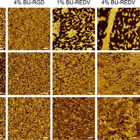 Atomic Force Microscopy Phase Images Recorded In Tapping Mode In Air Of