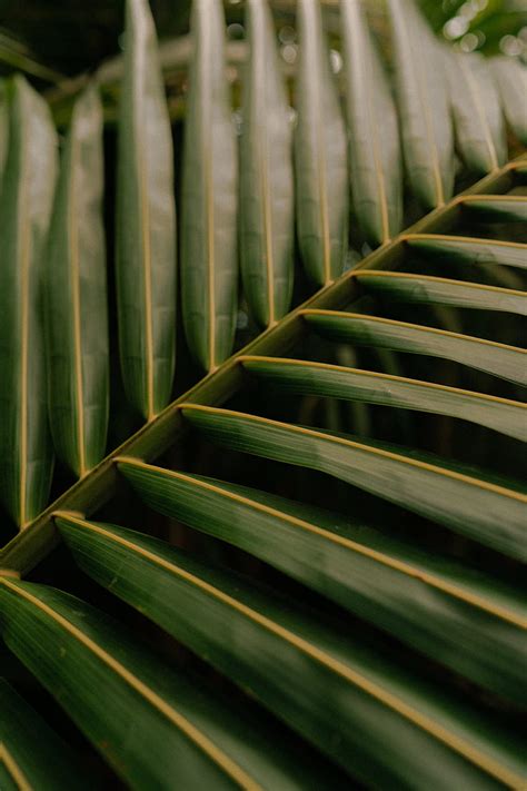 Leaf Stripes Palm Tree Veins Hd Wallpaper Peakpx