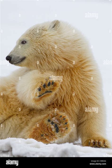 L Ours Polaire Ursus Maritimus Cub Jouent Dans La Neige Sur Une Plage