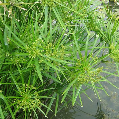 Cyperus Alternifolius Bennetts Waterlily Plants