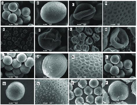 Scanning Electron Micrographs Of B Napus Pollen Grains Control Download Scientific Diagram