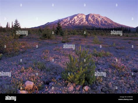 N.A., USA, Washington, Mt. St. Helens, Mt. St. Helens volcano and ...