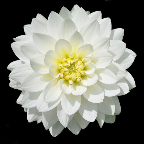 Dahlia, White - Jacksonville Flower Market