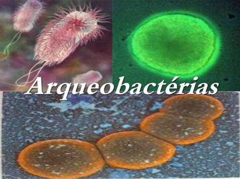 Arqueobactérias Biologia A Ciência Da Vida