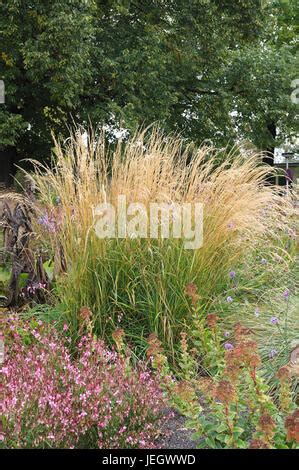 Garten Reitgras Calamagrostis Acutiflora Karl Foerster Erba Canna Da