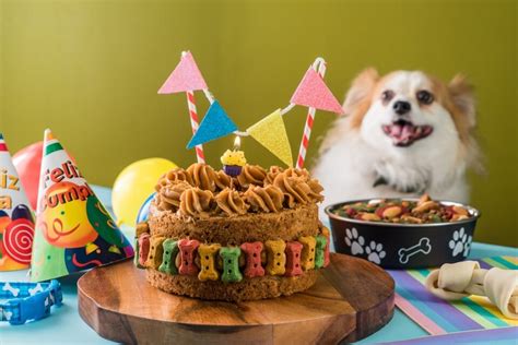 Arriba 52 Imagen Pastel Para Perros Receta Sin Horno Abzlocal Mx