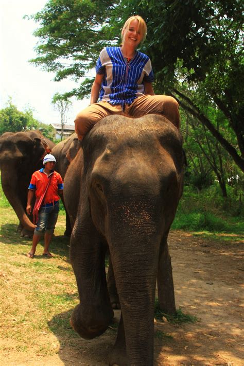 Elefantenreiten In Thailand Ein Besonderes Dschungeltrekking