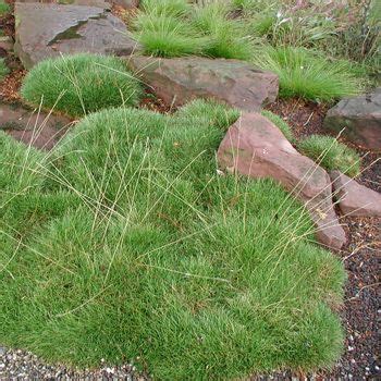 Festuca gautieri Pic Carlit Bärenfell Schwingel Mit Stauden