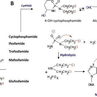 Busulfan Mechanism Of Action