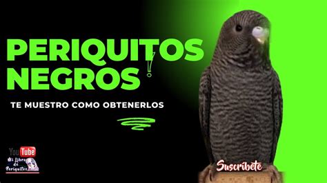 Periquitos Negros Te Muestro Como Obtenerlos Youtube