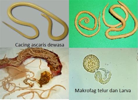 Cacing Ascaris Lumbricoides