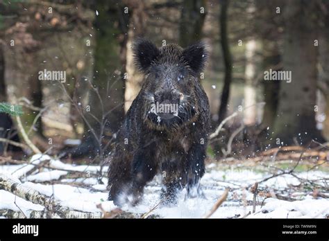 Wild Boar Attack