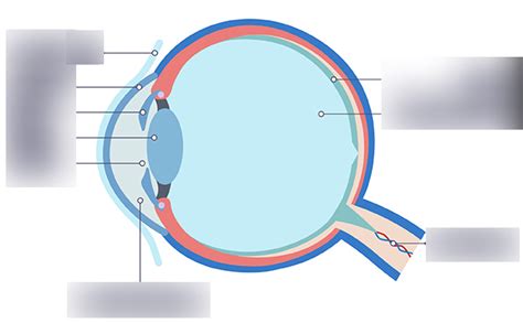 biology  eye structure diagram quizlet