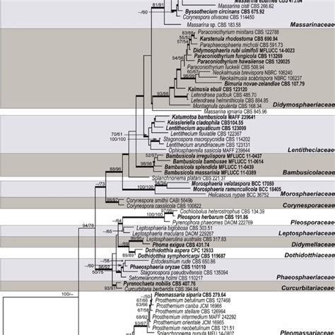 Phylogram Generated From Maximum Likelihood Analysis Based On Combined